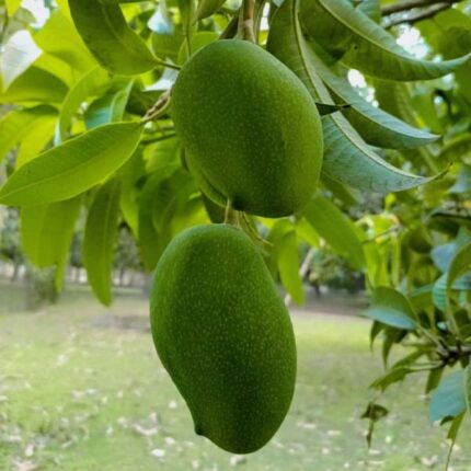 ফজলি ১০ কেজি