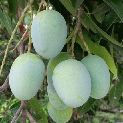 ল্যাংড়া